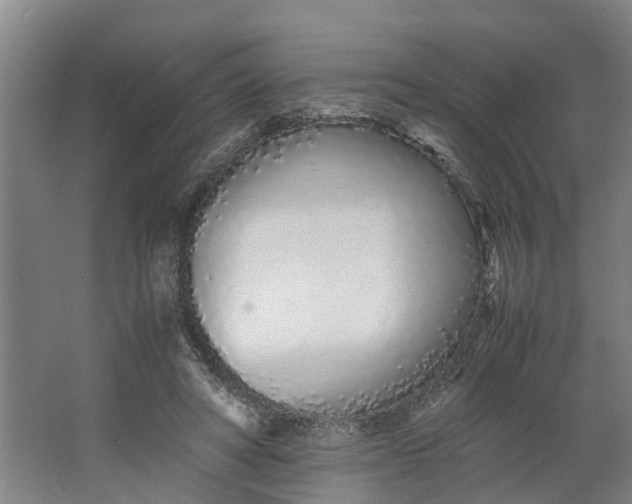 X0000062900402200601271719