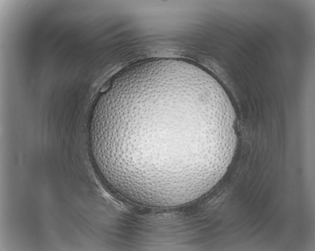 X0000062900433200601271717