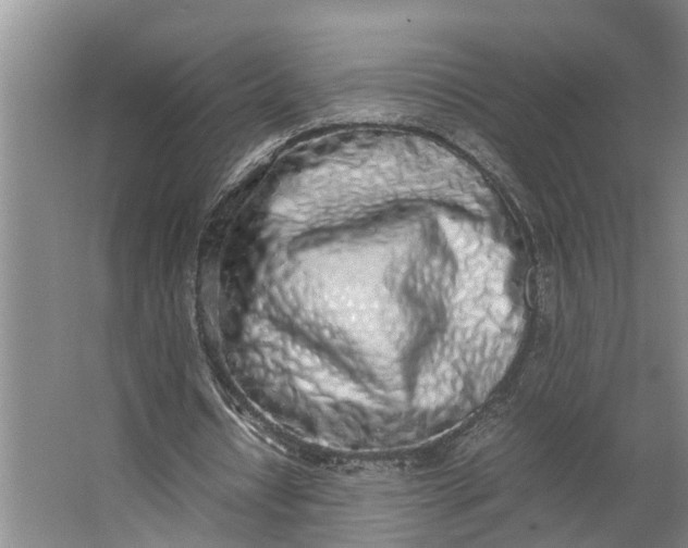 X0000062900434200601271717