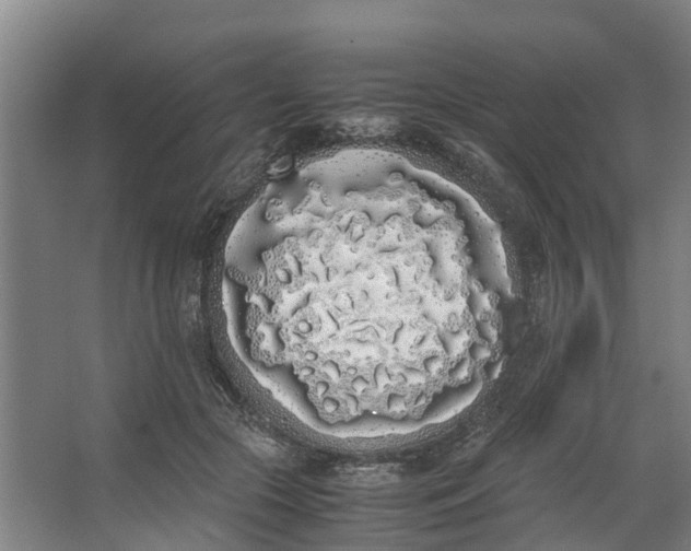 X0000062900553200601271716