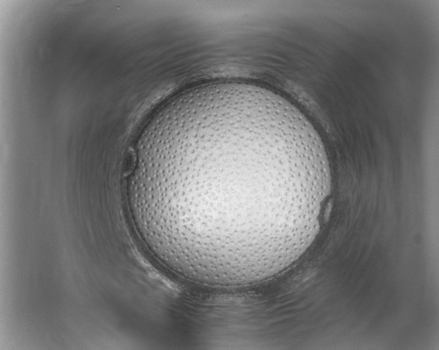 X0000062900625200601271714