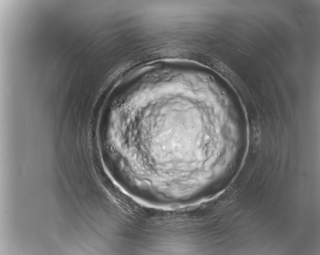 X0000062900626200601271714