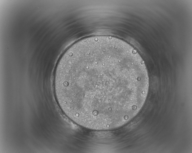 X0000062900856200601271712