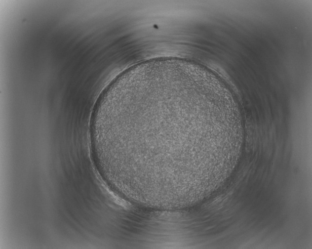 X0000062900890200601271711