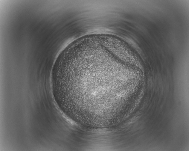 X0000062900990200601271709