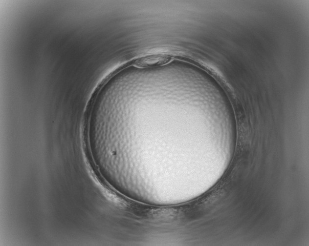 X0000062900991200601271709