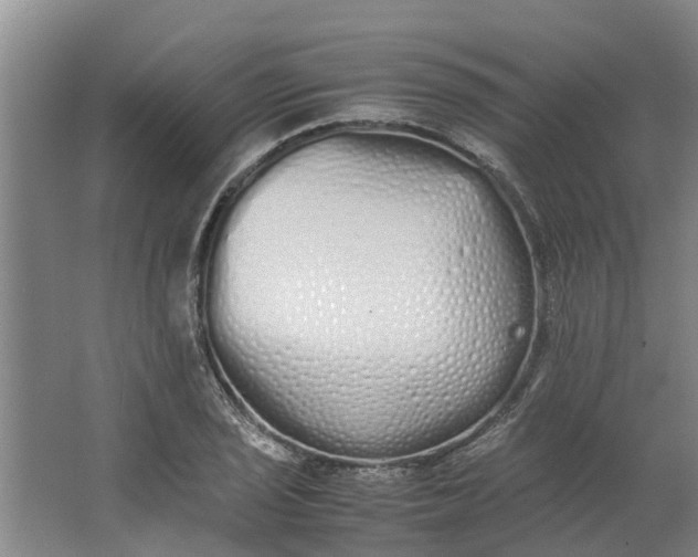 X0000062901029200601271708