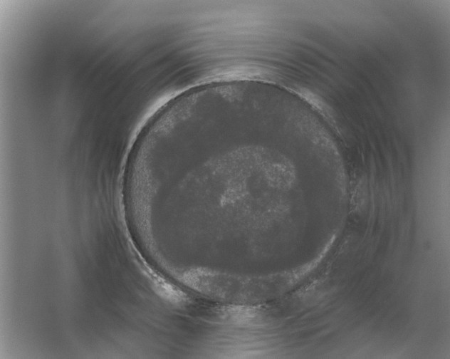 X0000062901086200601271707