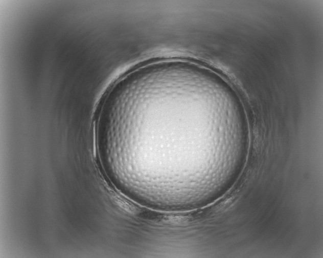 X0000062901175200601271706