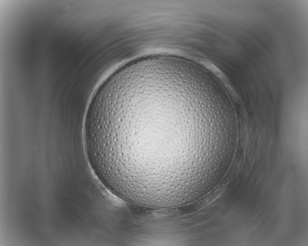 X0000062901199200601271705