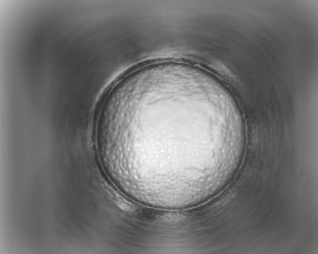 X0000062901216200601271705