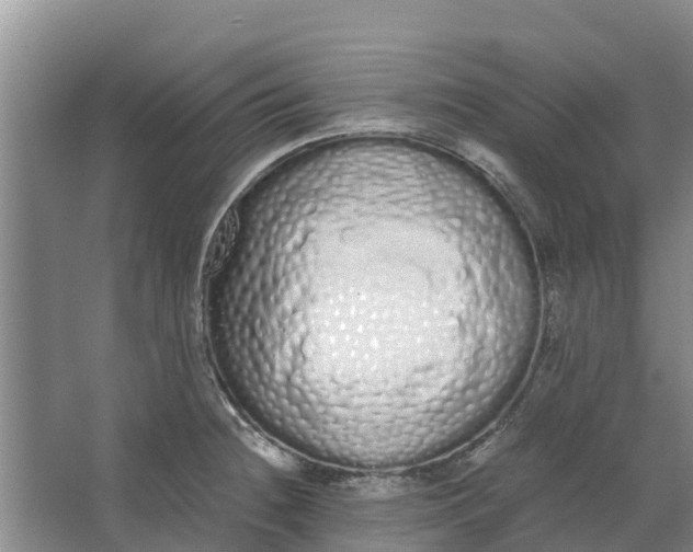 X0000062901236200601271705