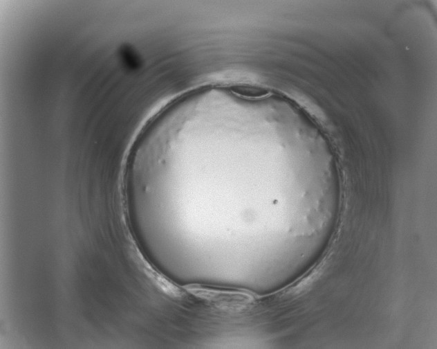 X0000062901248200601271705