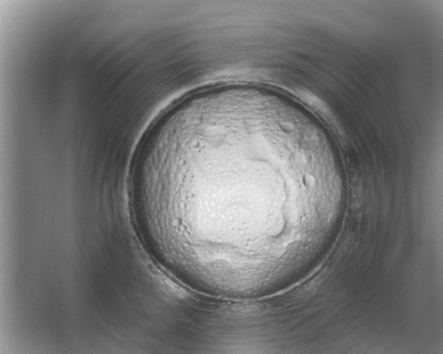 X0000062901288200601271704