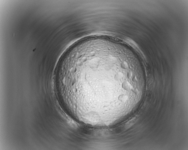 X0000062901292200601271704