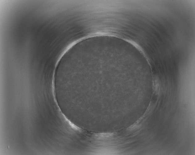 X0000062901294200601271704