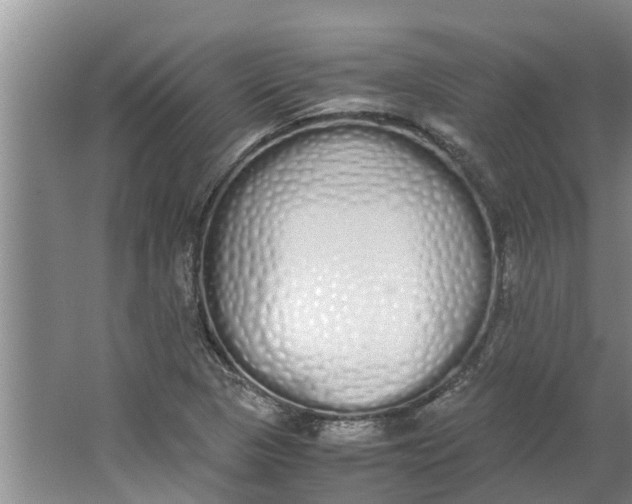 X0000062901313200601271703