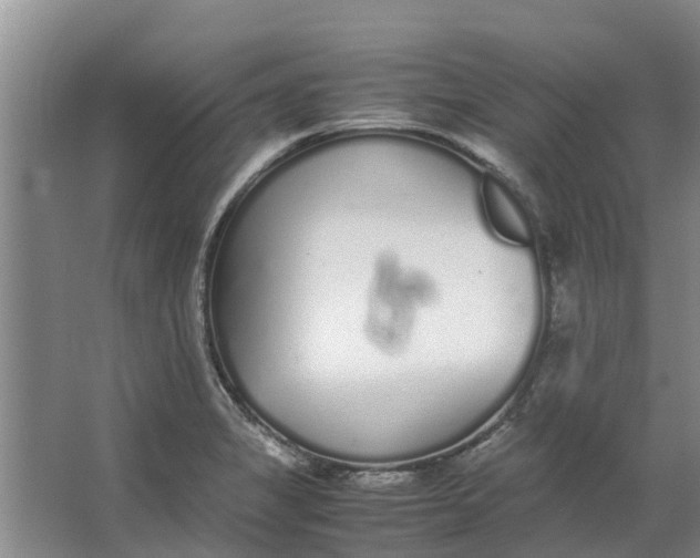 X0000062901325200601271703