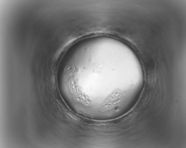 X0000062901359200601271703