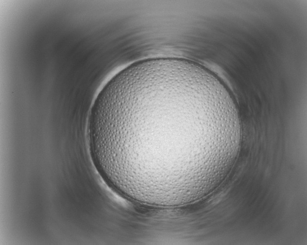 X0000062901387200601271702