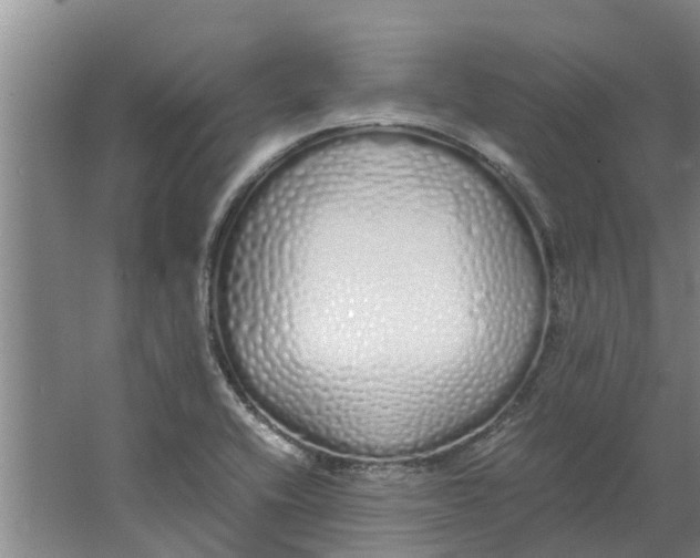 X0000062901416200601271702