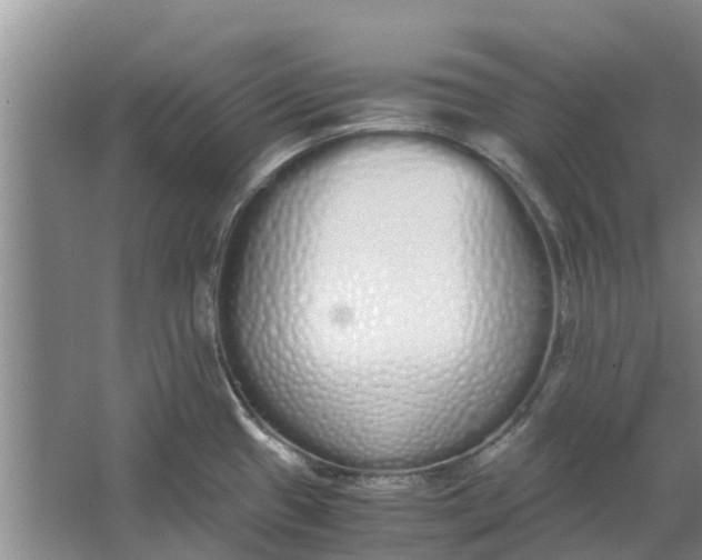 X0000062901433200601271702