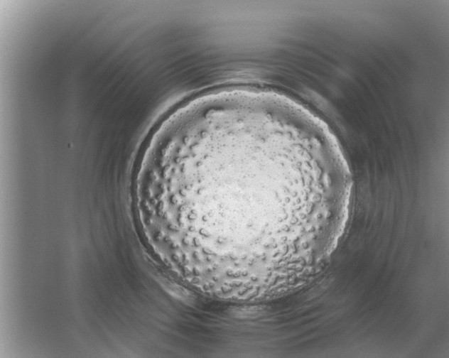 X0000062901435200601271702