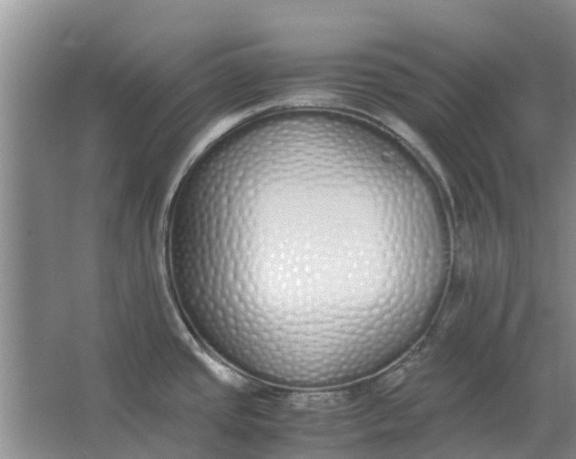 X0000062901437200601271702