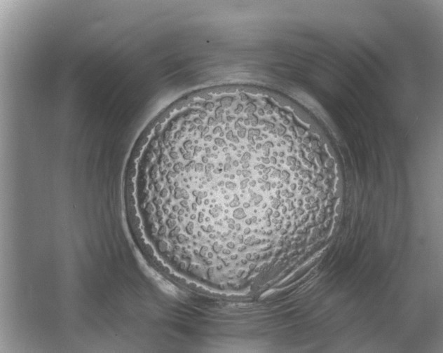 X0000062901439200601271702