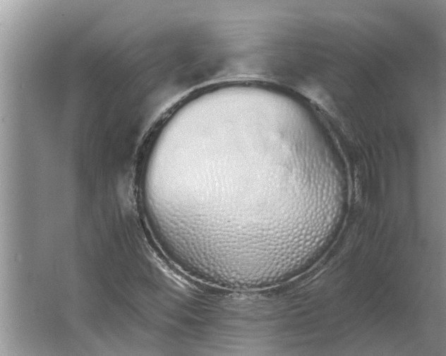 X0000062901452200601271701