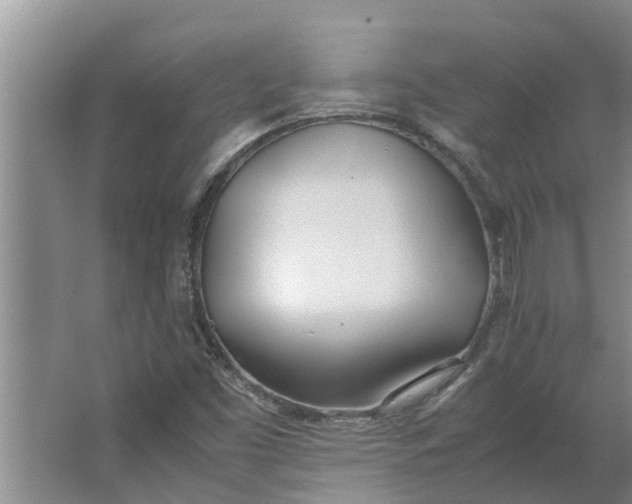 X0000062901453200601271701