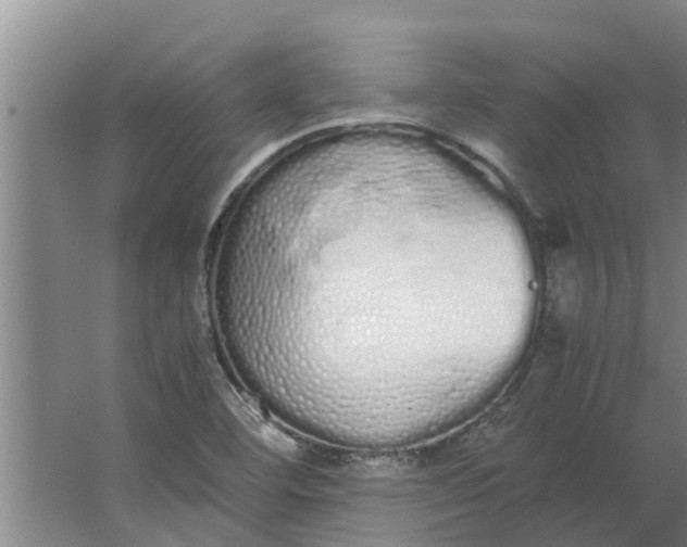 X0000062901460200601271701