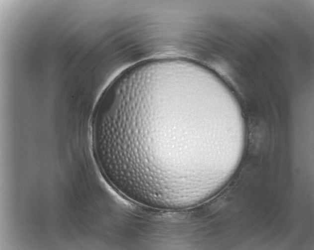 X0000062901476200601271701