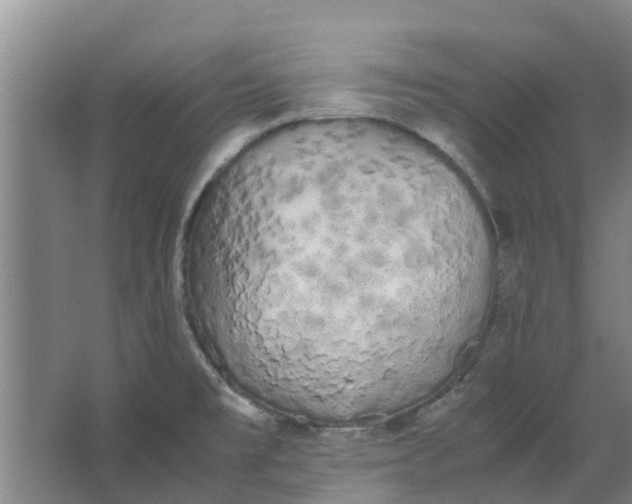 X0000062901477200601271701