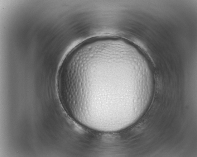 X0000062901480200601271701