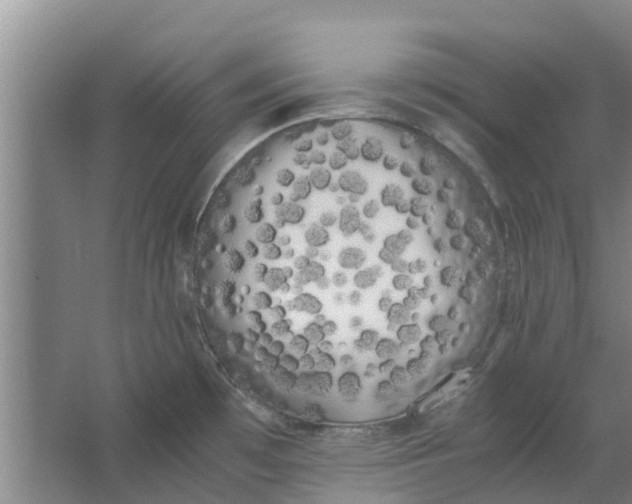 X0000062901481200601271701