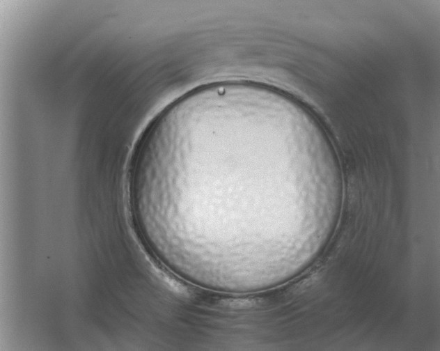 X0000062901517200601271700