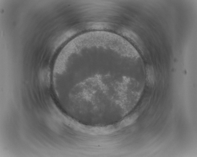 X0000062900016200602031843