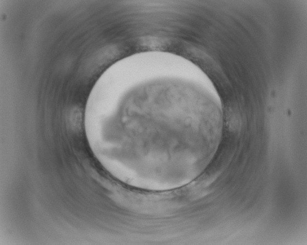 X0000062900036200602031843