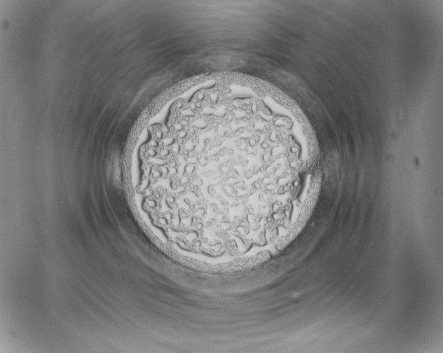 X0000062900046200602031843