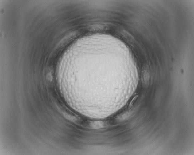 X0000062900091200602031843