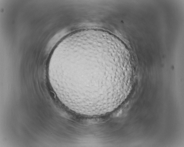 X0000062900103200602031842