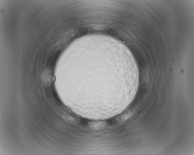 X0000062900135200602031841