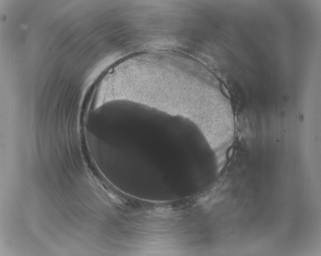 X0000062900196200602031840