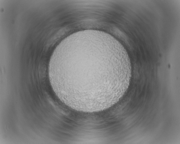 X0000062900210200602031840