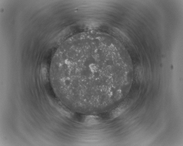 X0000062900222200602031840