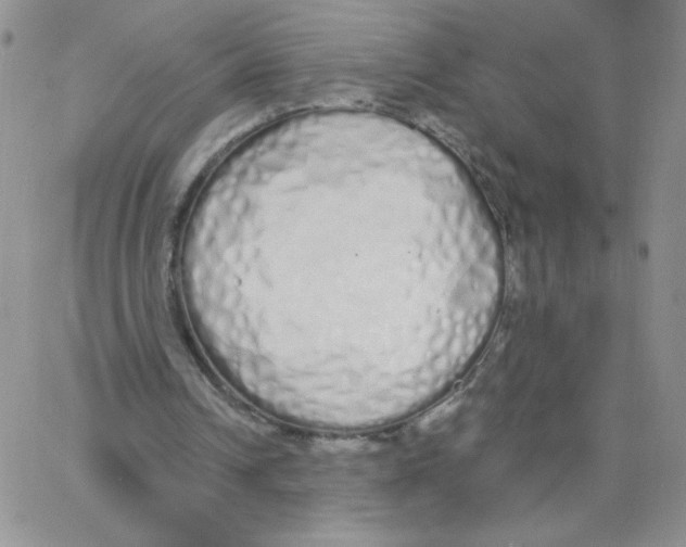 X0000062900242200602031839