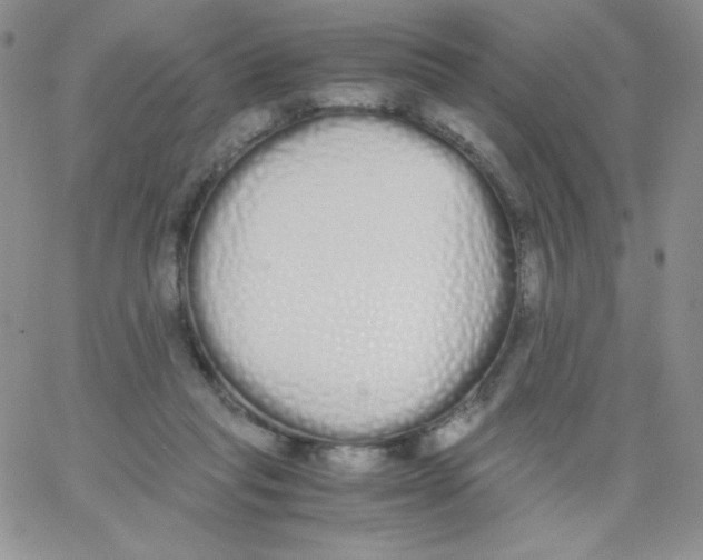 X0000062900261200602031839