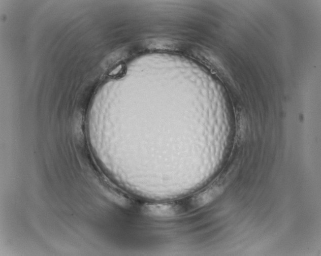 X0000062900265200602031839