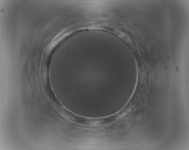 X0000062900295200602031839